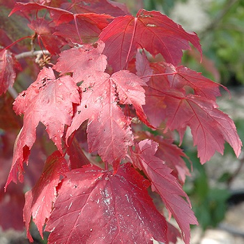 ACER RU SCARLET JEWLL 2"BB STG25