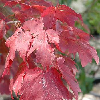 ACER RUB SCARLET JEWELL 2" BB