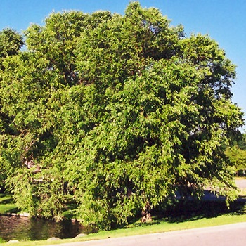 BETULA NIG RIVER BIRCH 2"BB