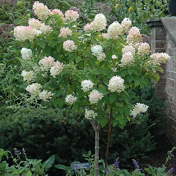 HYDRA PAN LIMELIGHT #15 TF PW