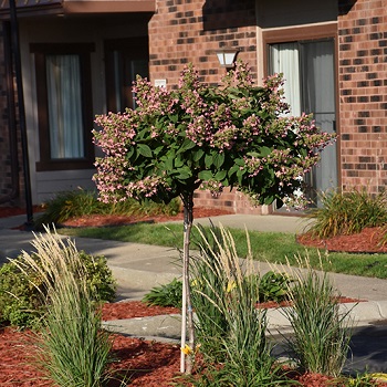 HYDRA PAN QUICK FIRE1.75"OR36"BB