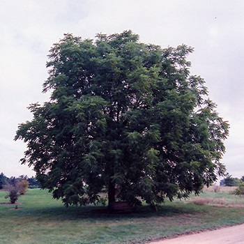 JUGL NIG BLACK WALNUT #3 EC