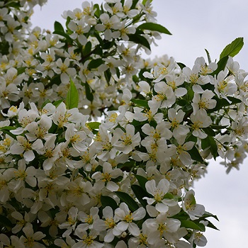 MALUS SAR FIREBIRD CRAB #20