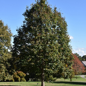 TILIA AME REDMOND 3"BB