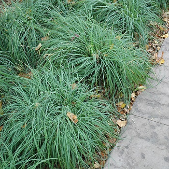 CAREX GLA BLUE SEDGE #1