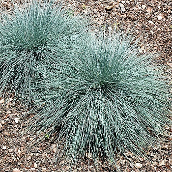 FESTUCA GLA BEYOND BLUE #1