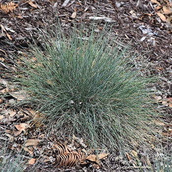 FESTUCA GLA BOULDER BLUE #1