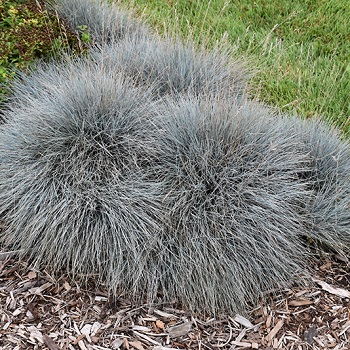 FESTUCA GLA ELIJAH BLUE #1