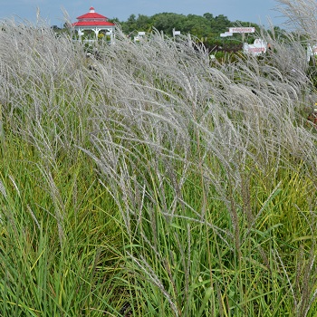 MISCANTHUS PURPURASCENS #2