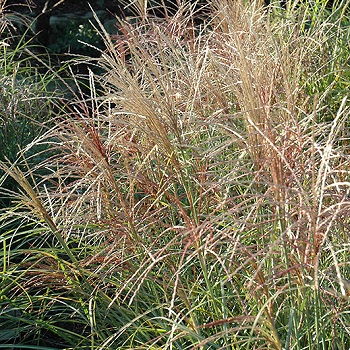 MISCANTHUS SIN RED-SILVER #1/7"