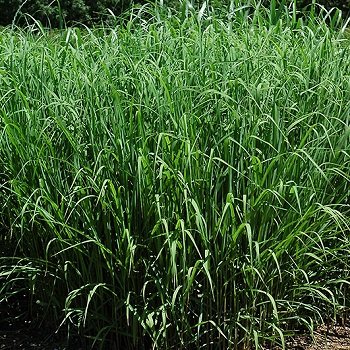 MISCANTHUS SINSILVERFEATHER#1/7"