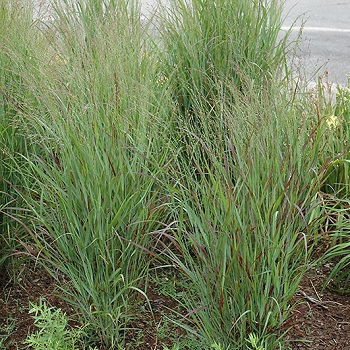 PANICUM VIR SHENANDOAH #1