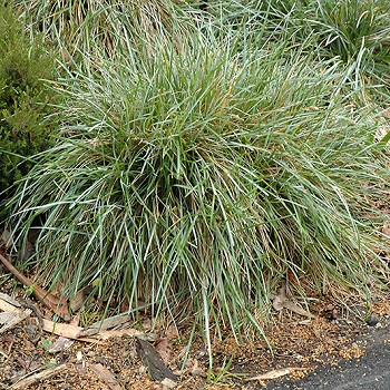 SESLERIA CAERULEA BLUE MOOR #1