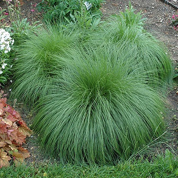 SPORO HET PRAIRIE DROPSEED #1