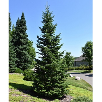 ABIES BALSAM FIR 5' BB