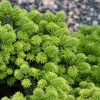 ABIES BALSAM PICCOLO #6