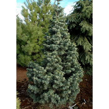 ABIES CON COMPACTA #10/18"