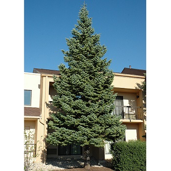 ABIES CONCOLOR FIR 5' BB