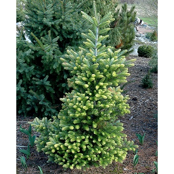 ABIES KOR AUREA FIR #7