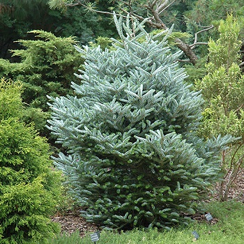 ABIES KOR HORSTMAN FIR #10