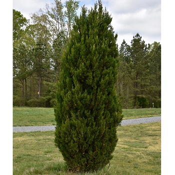 JUNIP CHI SPARTAN #15/4-5'BB
