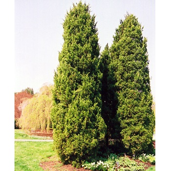 JUNIP VIR EASTERN RED CEDAR 5'BB