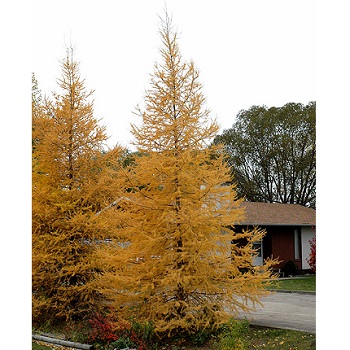 LARIX LAR AMERICAN LARCH 6'-7'BB