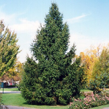 PICEA ABI NORWAY SPRUCE 7' BB