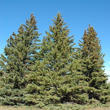 PICEA GLA WHITE SPRUCE 6' BB