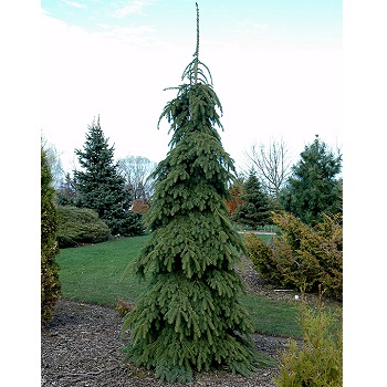 PICEA GLA PENDULA 4' BB