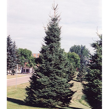 PICEA GLAUCA BLACK HILLS 5' BB