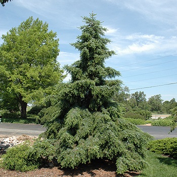 PICEA OMO PENDULA 6' BB