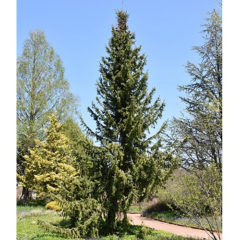 PICEA OMO SERBIAN SPRUCE 7' BB