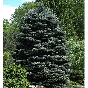 PICEA PUN FAT ALBERT 6' BB