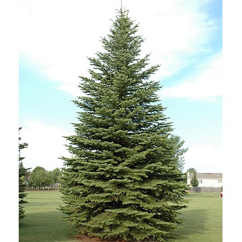 PICEA PUN COLORADO SPRUCE 8' BB