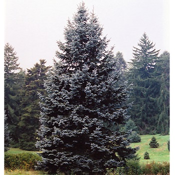 PICEA PUN HOOPSII 6' BB