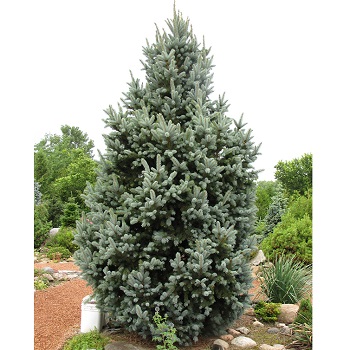 PICEA PUN FASTIGIATA 6' BB