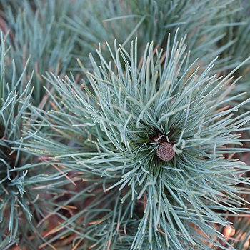 PINUS CEM GLAUCA NANA 5'BB