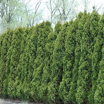 THUJA OCC HETZ WINTERGREEN 6'BB