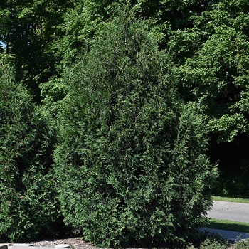 THUJA OCC TECHNY 8' BB