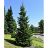 ABIES BALSAM FIR 7' BB