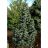 ABIES CON COMPACTA #10/18-24"