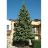 ABIES CONCOLOR FIR #20