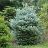 ABIES KOR HORSTMAN FIR #20