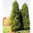 JUNIP VIR EASTERN RED CEDAR 6'BB