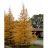 LARIX LAR AMERICAN LARCH 6'-7'BB