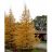 LARIX LAR AMERICAN LARCH 8-10'BB