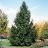 PICEA ABI NORWAY SPRUCE 5' BB