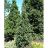 PICEA ABI CUPRESSINA 6' BB