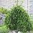 PICEA ABI PENDULA MAJOR 5' BB